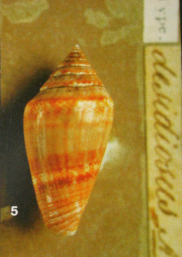 Conus mediterraneus